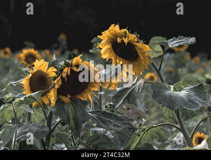 Sonnenblumen blühen im Garten an einem sonnigen Tag Stockfoto