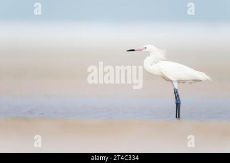 Seltene Weißer Morph Rötliche Egret Bedrohte Arten Stockfoto