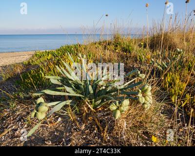 Hemerocallis Day Lilienpflanze mit Samenkapseln wachsen auf Sanddünen an der Nordküste der Ionischen Inseln Korfu Griechenland - mögliche Gartenflucht Stockfoto