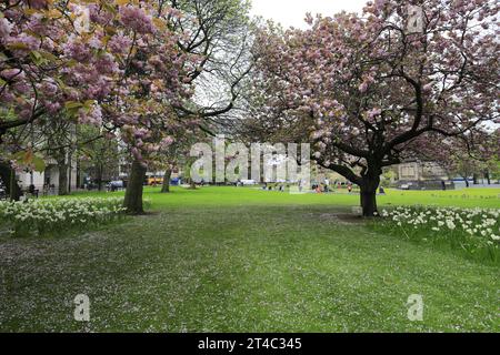 Frühlingsblick über die Gärten am St Andrew Square, Edinburgh, Schottland, Großbritannien Stockfoto