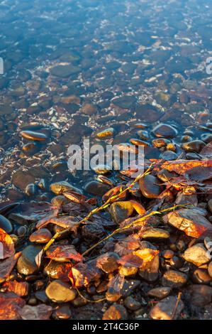 Nasse Steine und rostfarbene gefallene Blätter, durchwirkt mit einem dünnen gelben Strang, liegen in flachem, welligem Wasser im Long Point State Park, New York. Stockfoto
