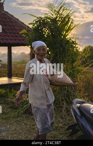 Eine alte balinesische Frau kehrt nach der Arbeit von einem Reisfeld zurück. Stockfoto
