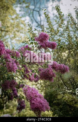Wunderschön blühendes Flieder im Frühlingsgarten Stockfoto
