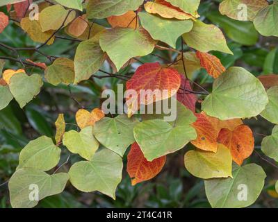 Die Blätter des Judas-Baumes werden in Herbstfarben verwandelt Stockfoto