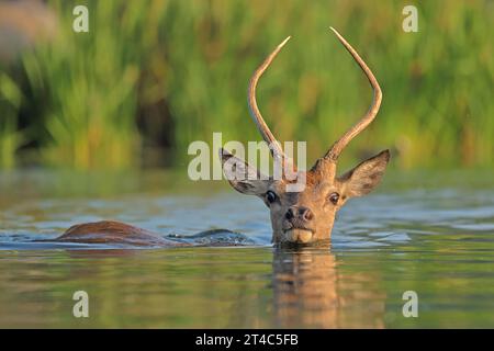 Rotwild im Wasser LONDON LUSTIGE TIERBILDER zeigen einen Rotwild, der zwei Ufer im Bushy Park im Süden Londons überquert. Der Rotwild ist Brit Stockfoto