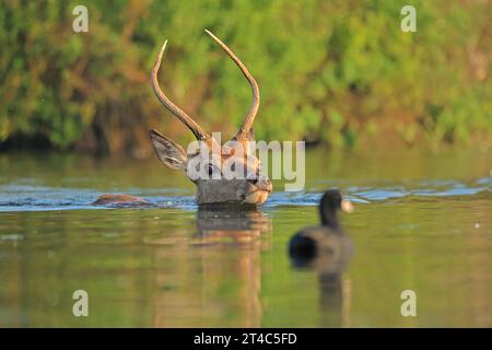 Rotwild schwimmend LONDON LUSTIGE TIERBILDER zeigen einen Rotwild, der zwei Ufer im Bushy Park im Süden Londons überquert. Der Rotwild ist Brit Stockfoto