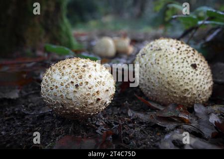 Eine Nahaufnahme eines Pilzes. Allgemein als Erdball bezeichnet, Pseudoboletus parasiticus, auch bekannt als Schweinehaut-Giftpuffer oder Erdkugel Stockfoto