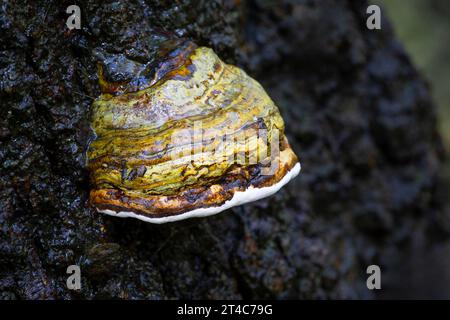 Eine Nahaufnahme einer Formalitopsis, Klammerpilze. Auch als Schelfpilz oder polypore Pilze bekannt, wächst er auf Bäumen. Hier ist ein mehrschichtiger, farbenfroher Typ Stockfoto