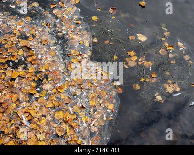 Getrocknete Herbstblätter auf dem Wasser in einem See Stockfoto