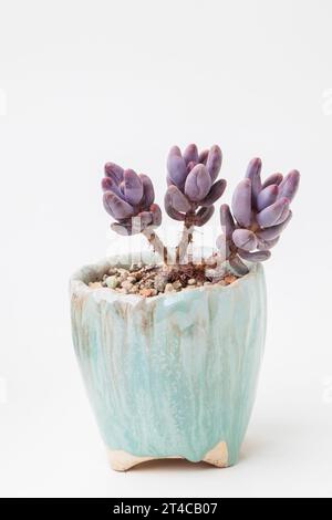 Pachyphytum ganzhou Sukkulenten-Zimmerpflanze in blauem handgemachtem Keramiktopf auf weißem Hintergrund Stockfoto