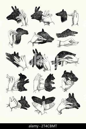 An old engraving of creating shadows of various animals using only two hands. It is from Victorian book of the 1890s on sports, games and pastimes. Shadowgraphy or ombromanie is the art of performing a story or show using images made by hand shadows. It can be called ‘cinema in silhouette’. Performers are titled as a shadowgraphist or shadowgrapher. It was made popular by the French entertainer Félicien Trewey in the 19th century. He popularized the art by making silhouettes of famous personalities. Stockfoto