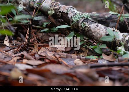 Eine südliche Kupferkopfschlange, Agkistrodon contortrix, liegt teilweise unter Blattstreu und Ästen versteckt. Stockfoto