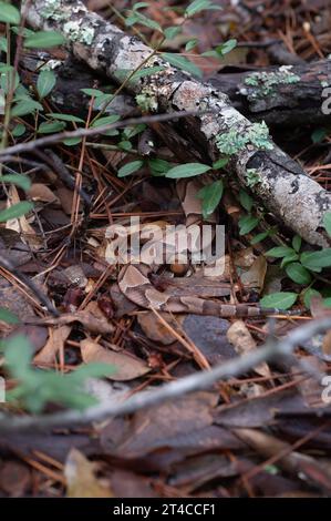 Eine südliche Kupferkopfschlange, Agkistrodon contortrix, Meister der Tarnung, glitt schnell weg, um unter Blattstreu und Ästen in Sicherheit zu kommen. Stockfoto