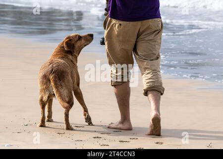 Ein Mann und sein Hund laufen entlang der Küste am Fistral Beach in Newquay in Cornwall, Großbritannien. Stockfoto