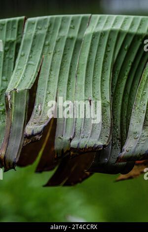 Nahaufnahme eines beschädigten Blattes einer Hardy Banana Pflanze Musa basjoo, das in einem Garten in Newquay in Cornwall in Großbritannien wächst. Stockfoto