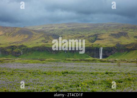 Seljalandsfoss Wasserfall, im Vordergrund ein blau blühendes Lupinenfeld, Island, Rangarbing Stockfoto