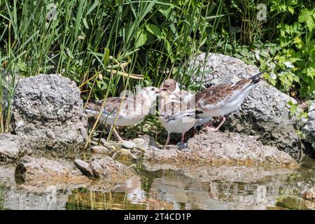 Schwarzkopfmöwe (Larus ridibundus, Chroicocephalus ridibundus), Fütterung von Jungvögeln mit Fischen am Seeufer, Deutschland, Bayern, Speichersee Stockfoto