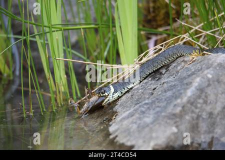 Grasschlange (Natrix natrix), frisst gefangener Molch am Rand des Gartenteichs, Seitenansicht, Deutschland Stockfoto