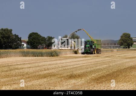 Getreide wird für die Biogasanlage Deutschland, Bayern, Erdinger Moos gehackt Stockfoto