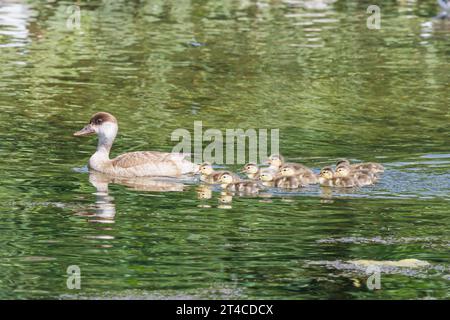 Rotkäppchen (Netta rufina), Weibchen schwimmend auf einem See mit elf Plumae Küken, Seitenansicht, Deutschland, Bayern, Speichersee Stockfoto