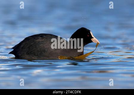 Schwarzer Hahn, Eurasischer Hahn, gemeiner Hahn (Fulica atra), mit einer Wasserpflanze auf dem Schnabel, Seitenansicht, Italien, Toskana Stockfoto