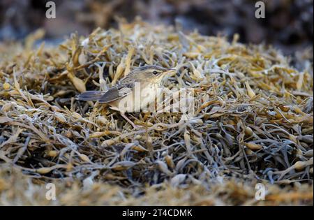 Pallas' Grashüpfer (Locustella certhiola), auf Algen an der Küste, Großbritannien, Schottland, Out Skerries Stockfoto