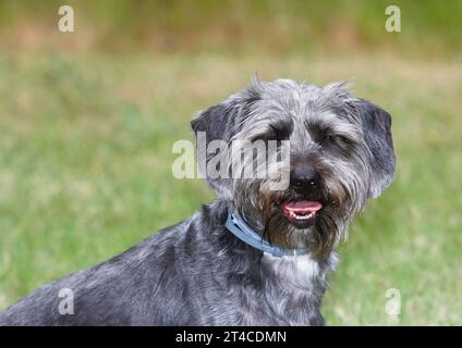 Mischhund (Canis Lupus f. familiaris), 4 Jahre alter Dachshund-Shih Tzu-Mix sitzend auf einer Wiese, männlich Stockfoto