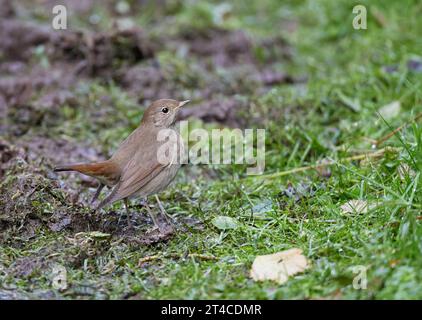 Soor Nachtigall, Sprosser (Luscinia luscinia), thronend auf einer feuchten Wiese, Seitenansicht, Großbritannien, Schottland Stockfoto