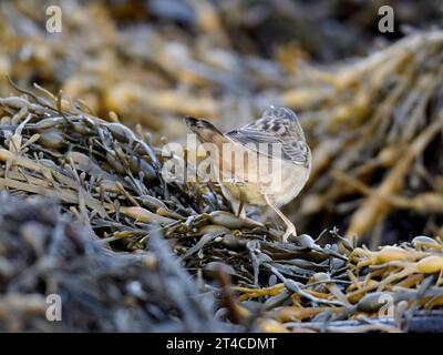 Pallas' Grashüpfer (Locustella certhiola), hockt auf Algen, Vereinigtes Königreich, Schottland, Out Skerries Stockfoto