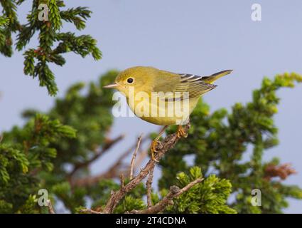 Gelber Grasfänger (Dendroica aestiva, Setophaga aestiva), auf einem Ast stehend, Seitenansicht, Azoren, Corvo Stockfoto