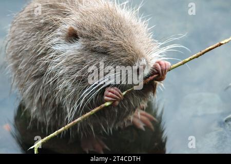 Coypu, Nutria (Myocastor coypus), Jungtier sitzt im flachen Wasser und hält eine brombeerstange beim Essen, Deutschland Stockfoto