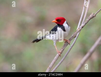 Gelbschnabelkardinal (Paroaria capitata), männlich auf einem Zweig stehend, Brasilien, Pantanal Stockfoto