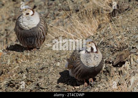 Himalaya-Schneehahn (Tetraogallus himalayensis), zwei Himalaya-Schneehähne auf einem felsigen Berghang, Vorderansicht, Indien, Himalaya, Ladakh Stockfoto