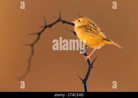 zitting Cisticola, gestreifter Fantail-Gratler (Cisticola juncidis), auf einem stacheligen Zweig stehend, Seitenansicht, Italien, Toskana Stockfoto