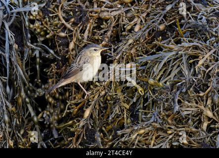 Pallas' Grashüpfer (Locustella certhiola), auf Algen an der Küste, Großbritannien, Schottland, Out Skerries Stockfoto