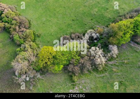 Luftaufnahme der Wandhecke im Frühjahr, Deutschland, Schleswig-Holstein Stockfoto