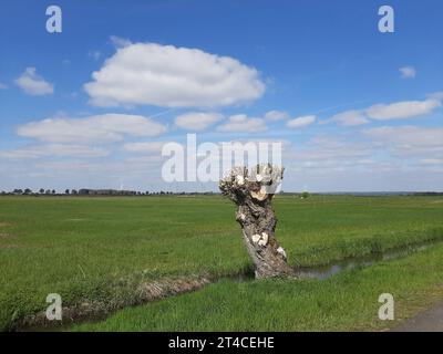 Gemeine Weide, Korbweide (Salix viminalis), frisch geschnittene Pollenweide auf einem Graben im Grasland, Deutschland, Niedersachsen Stockfoto