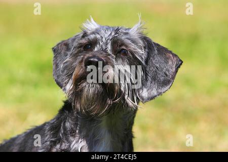 Mischhund (Canis Lupus f. familiaris), 4 Jahre alter Dachshund-Shih Tzu-Mix sitzend auf einer Wiese, männlich Stockfoto