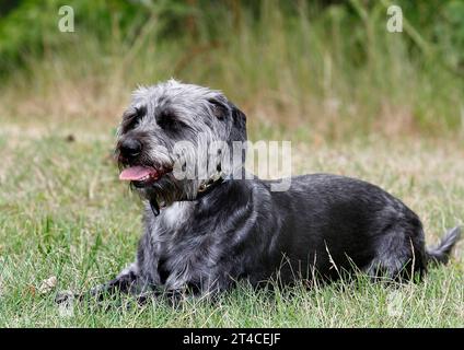 Mischhund (Canis Lupus f. familiaris), 4 Jahre alter Dachshund-Shih Tzu-Mix auf einer Wiese liegend, männlich Stockfoto