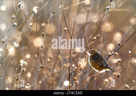 zitting Cisticola, gestreifter Fantail-Gratler (Cisticola juncidis), in einem Gestrüpp thronend, Seitenansicht, Italien, Toskana Stockfoto