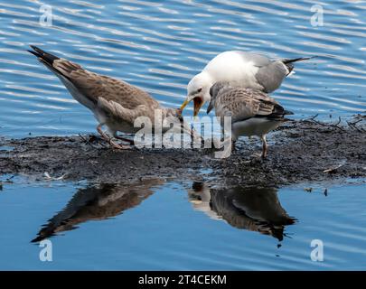 Möwe (Larus canus), ausgewachsener Vogel, der Jungvögel mit Nahrung versorgt, Norwegen, Troms, Tromsoe Stockfoto