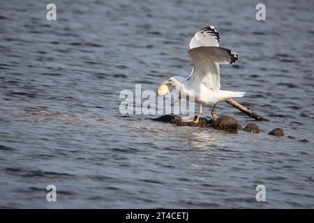 Kaspische Möwe (Larus cachinnans, Larus cachinnans cachinnans), stehend auf einer Steinbank im Wasser mit einer Fußverletzung und einem gefangenen Ei Stockfoto