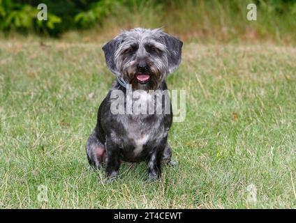 Mischhund (Canis Lupus f. familiaris), 4 Jahre alter Dachshund-Shih Tzu-Mix sitzend auf einer Wiese, männlich Stockfoto