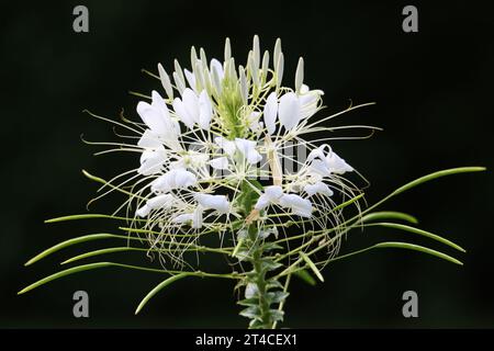 Spinnenblume (Cleome spinosa), Blütenstand vor schwarzem Hintergrund Stockfoto