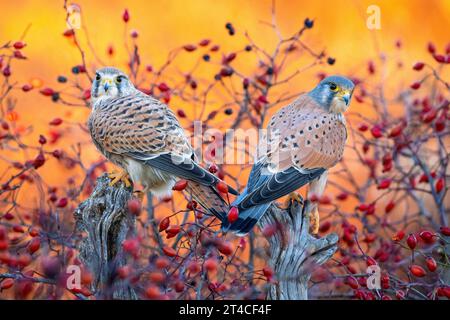 Europäischer Kestrel, eurasischer Kestrel, Alte Welt-Kestrel, gemeiner Kestrel (Falco tinnunkulus), Paar, das auf Aussichtspunkten vor einem Sträucher voller Sträucher hockt Stockfoto