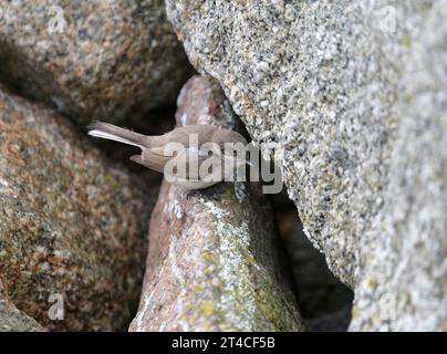 Zentralasiatischer kleiner Whitethroat, Wüste kleiner Whitethroat (Sylvia curruca halimodendri, Curruca curruca halimodendri), auf einem Stein stehend, Seite Stockfoto