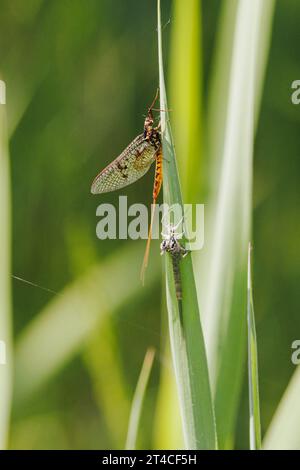 Ephemera vulgata, Imago am Grasblatt, mit Exsuvia des Subimago, Deutschland, Bayern Stockfoto