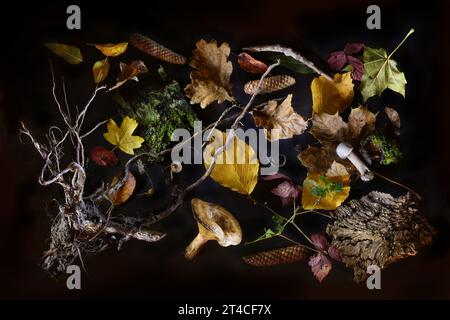 Stillleben aus dem Wald mit Baumrinde, Wurzeln, Pilzen, Blättern und Kegeln, flach auf schwarzem Hintergrund, Hochwinkelansicht von oben, s Stockfoto
