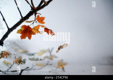 Ahornzweig mit rot-orangen Herbstblättern und einem fliegenden Paar Samen vor grauem Hintergrund, abstrahiert von einer gefrorenen Glasplatte, Kopierraum, Stockfoto