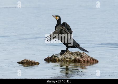 Großer Kormoran (Phalacrocorax carbo), der auf einem Stein im See thront und die Flügel trocknet, Deutschland, Bayern, Speichersee Stockfoto